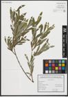 Foto von Salix purpurea L.